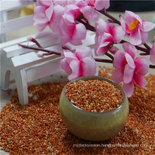 Chinese new crop Red Broom Corn Millet